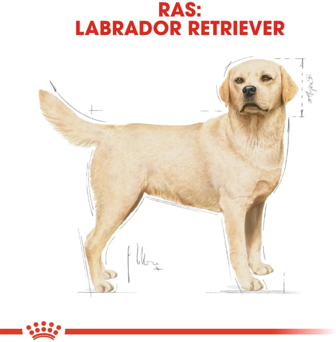 Royal Canin Labrador Retriever Adult Hondenvoer 3kg - afbeelding 6 van 6
