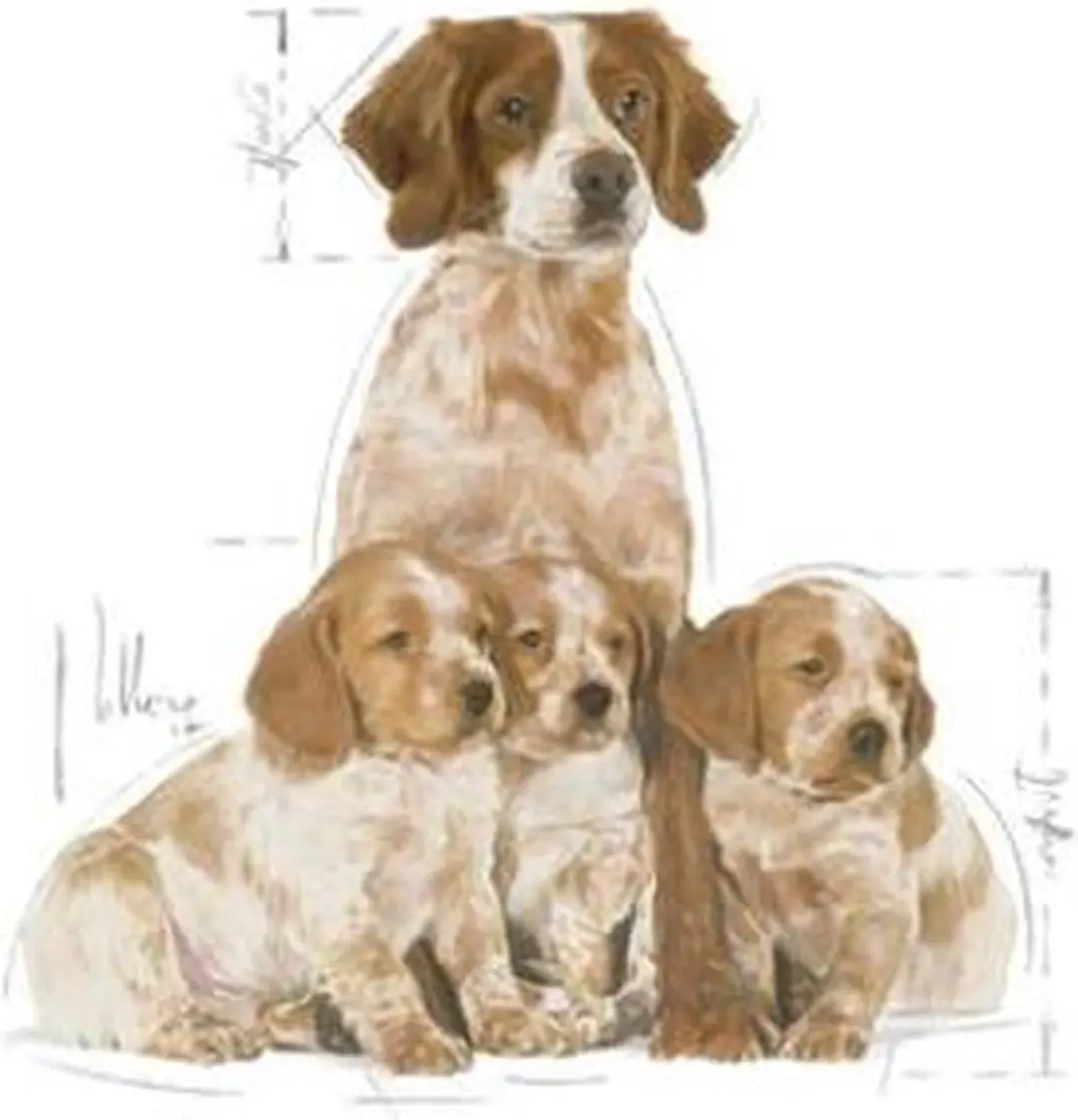 Royal Canin Hondenvoer Droog Mother & Baby Medium Starter 1kg - afbeelding 6 van 6