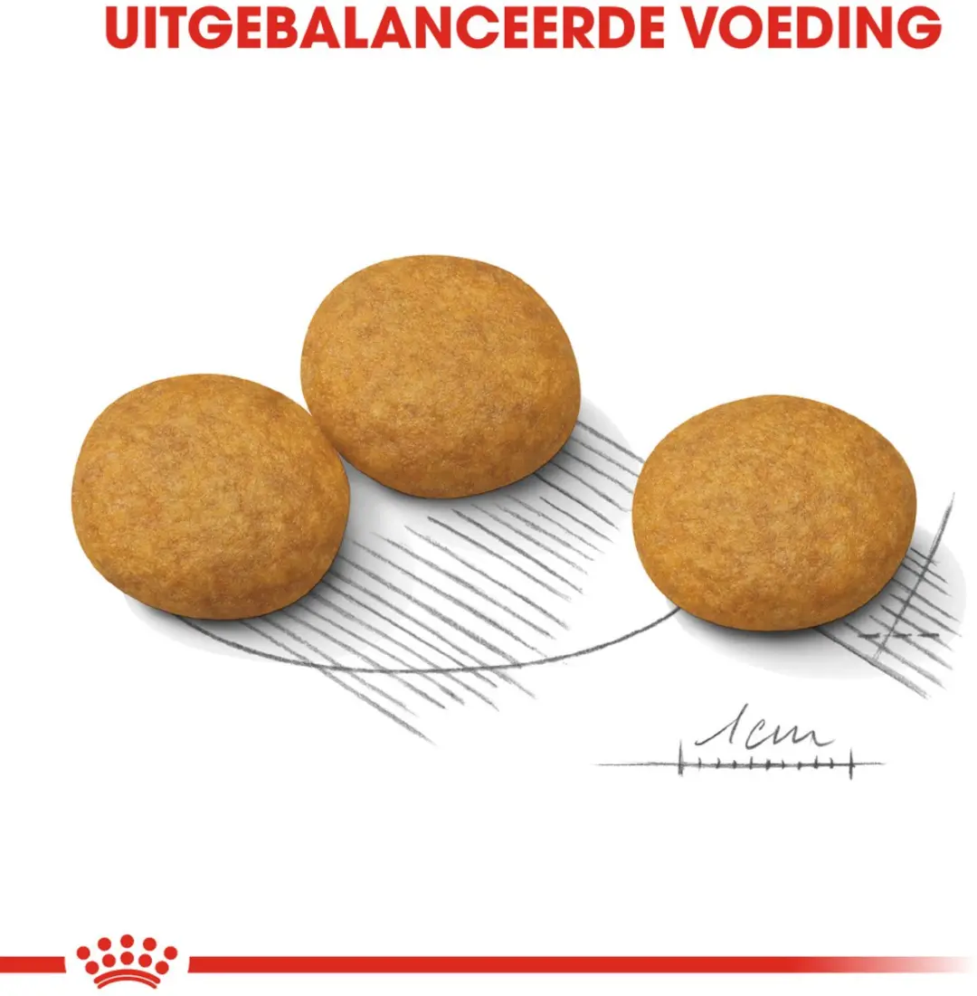 Royal Canin Dermacomfort Medium Hondenvoer - 12 kg
