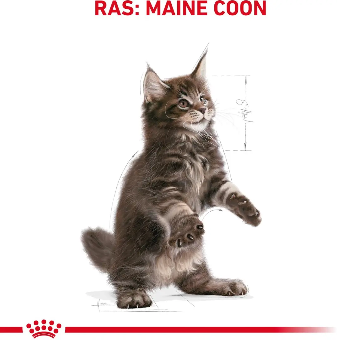 Royal Canin Maine Coon Kitten Kattenvoer - 10kg