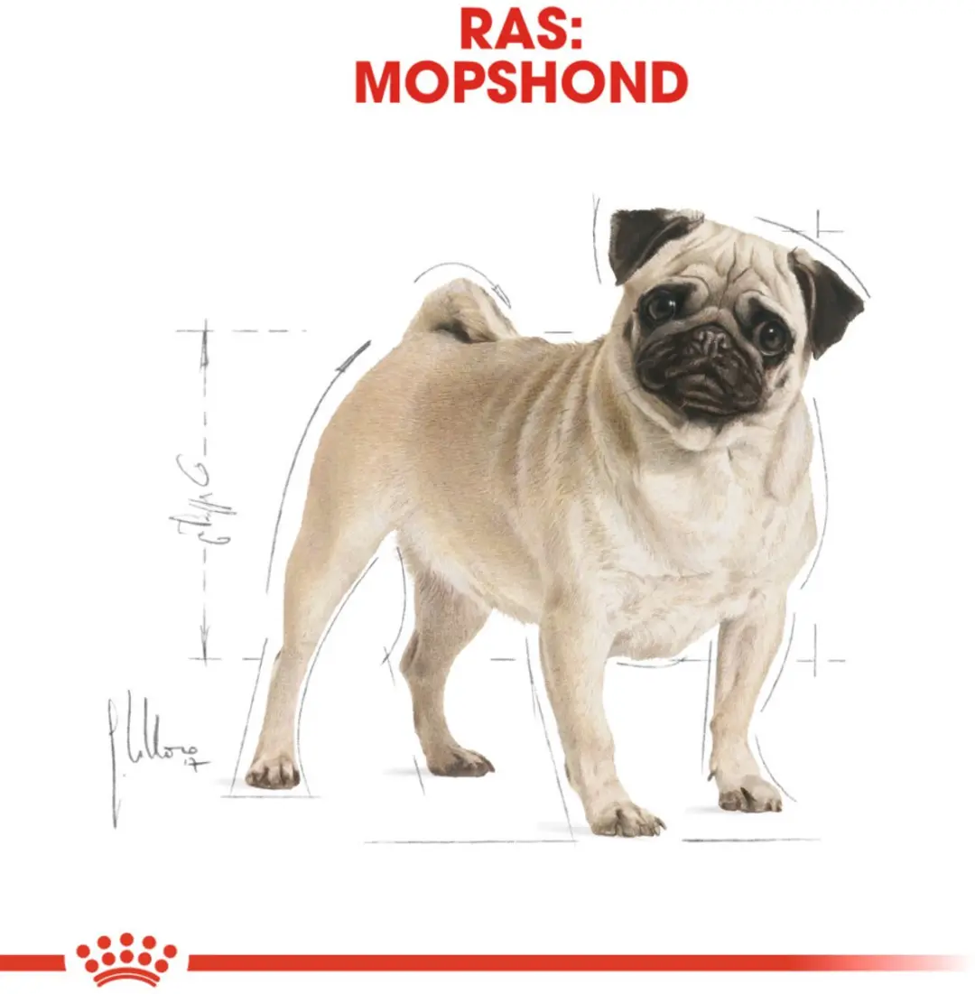 Royal Canin Pug Adult Hondenvoer - 6x1,5kg