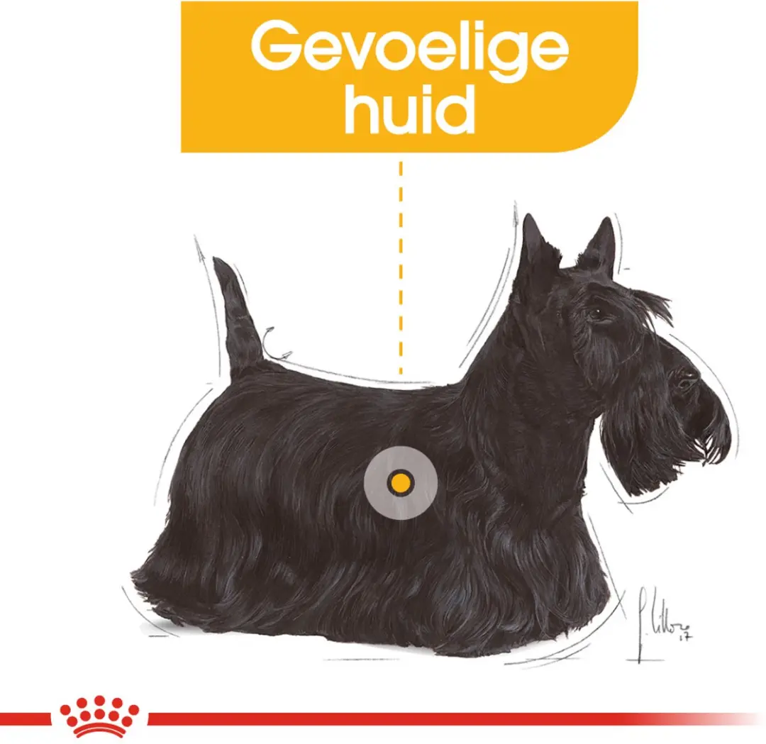 Royal Canin Dermacomfort Mini Hondenvoer - 1 kg