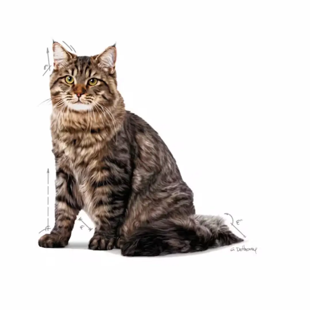 Royal Canin Urinary Care Gravy Kattenvoer Nat - 48 Stuks