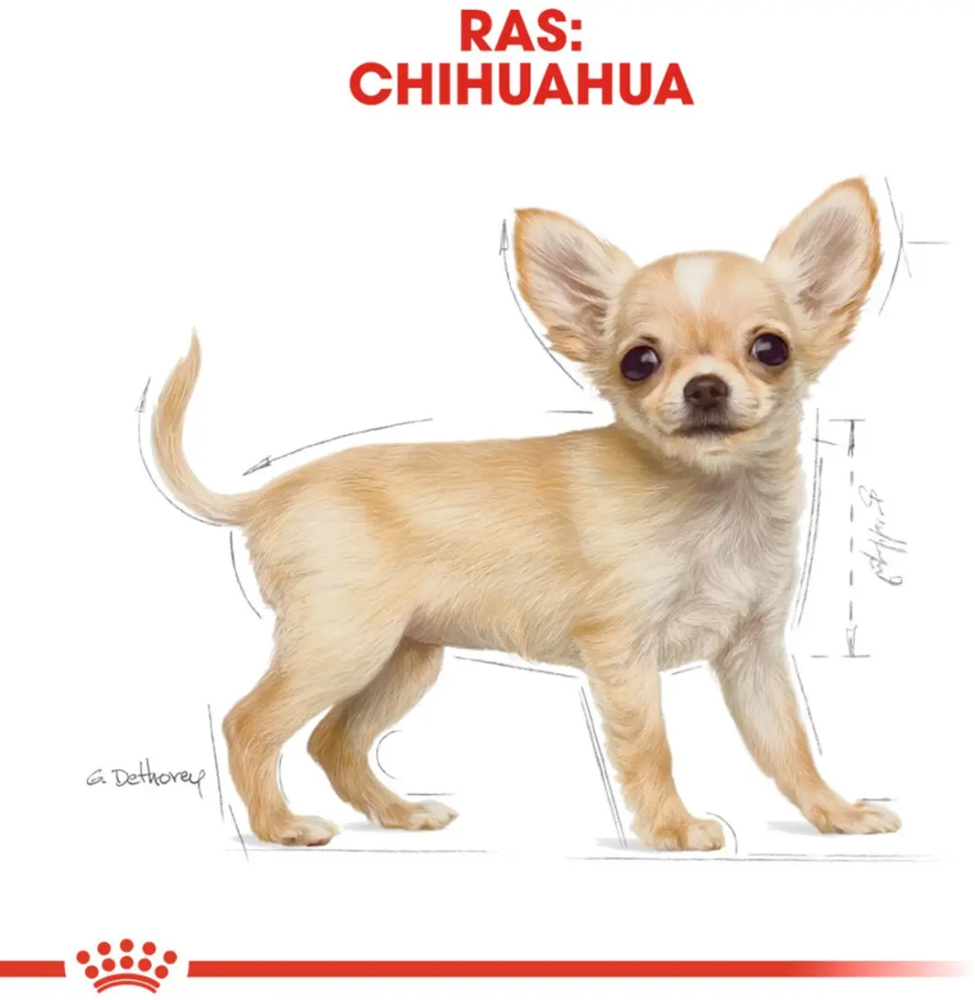 Royal Canin Chihuahua Puppy Hondenvoer - 12x500g