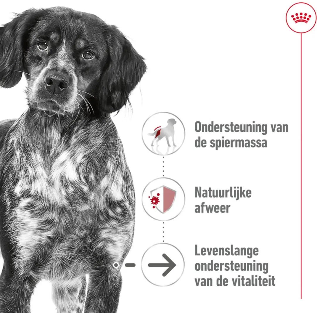 Royal Canin Medium Ageing 10+ Hondenvoer Nat - 40x140g