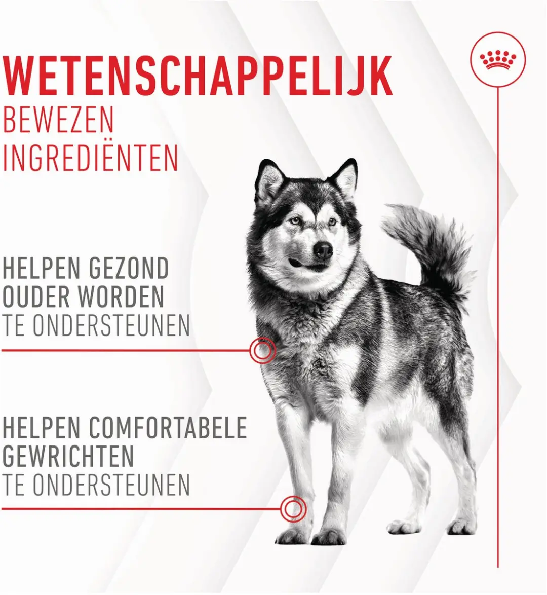 Royal Canin Joint & Ageing Chews Hondensnacks 60 Stuks
