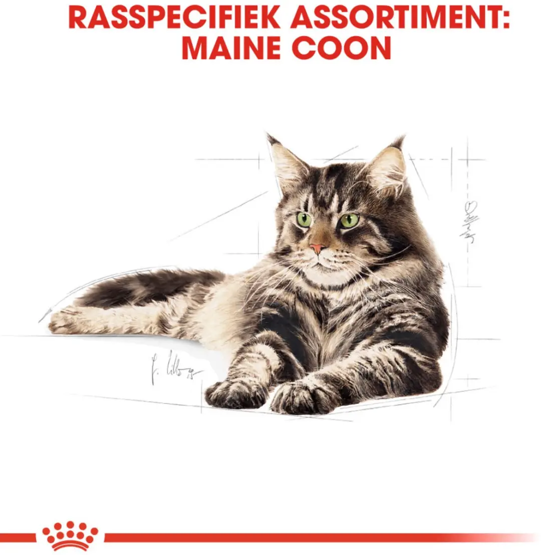 Royal Canin Kattenvoer Nat Maine Coon Loaf - 48x85g