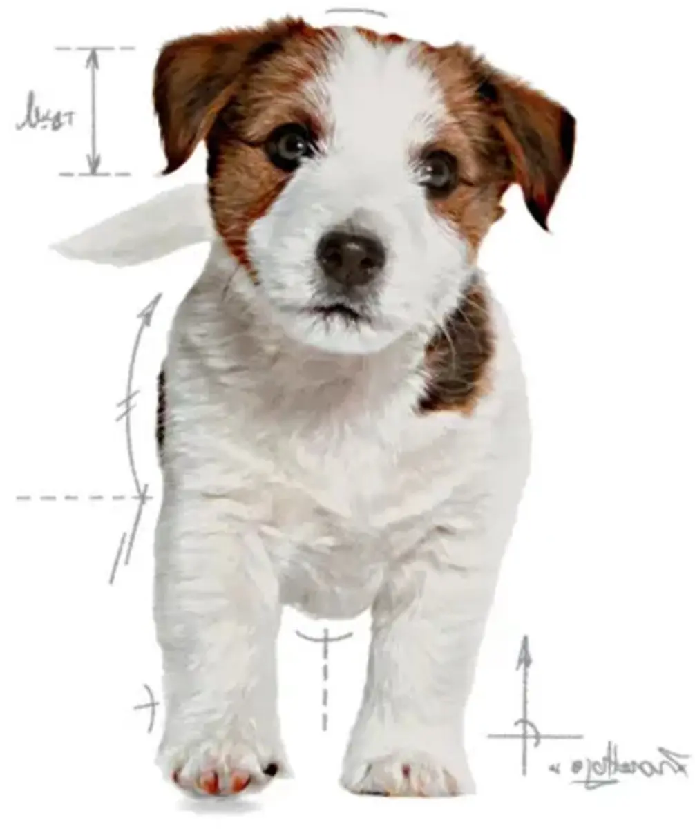 Royal Canin Mini Puppy Hondenvoer - 2x4kg