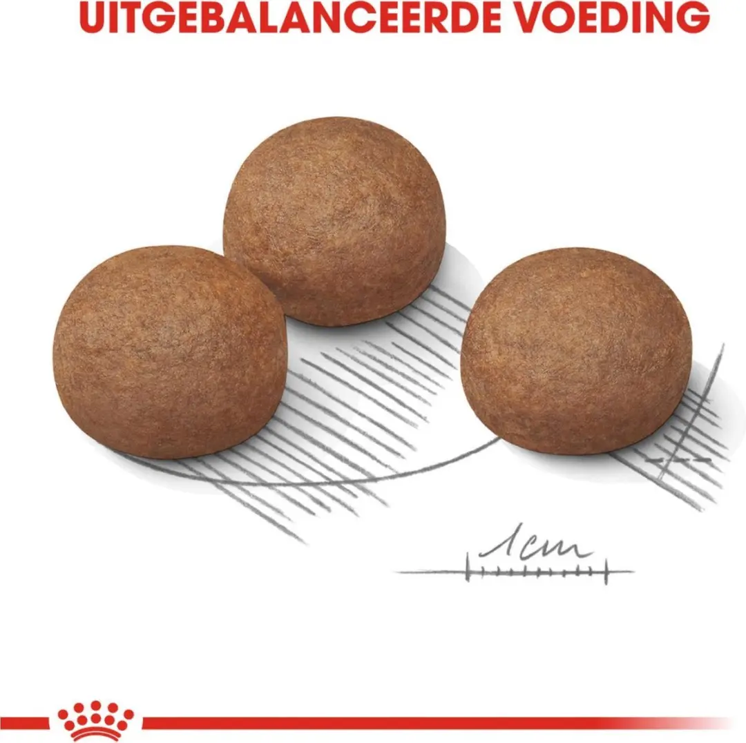 Royal Canin CCN Digestive Care Maxi Hondenvoer 10kg