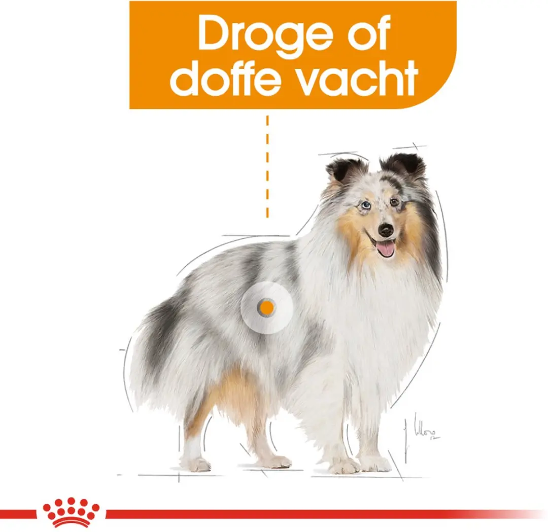 Royal Canin Coat Care Hondenvoer - 12x85g