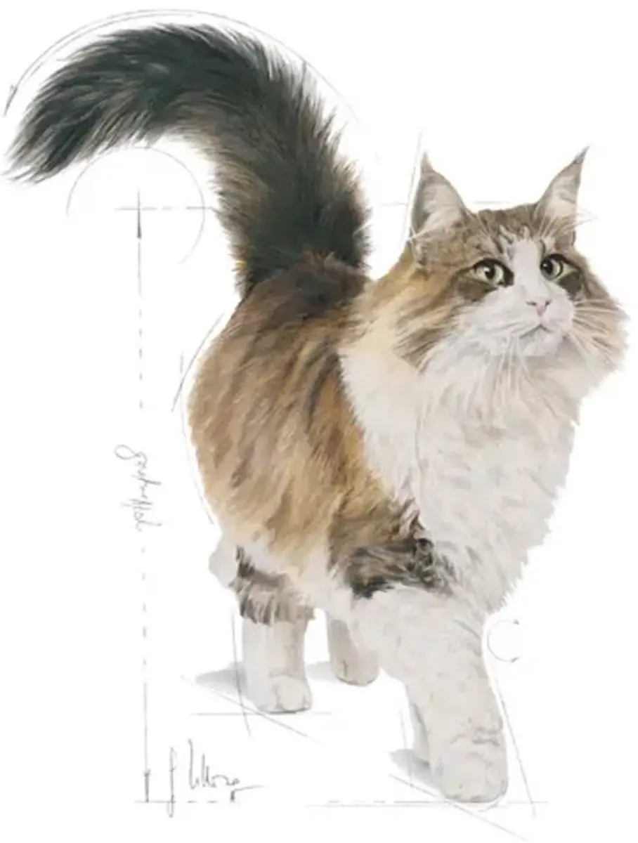 Royal Canin Instinctive 7+ Gravy Nat Kattenvoer - 48x85g