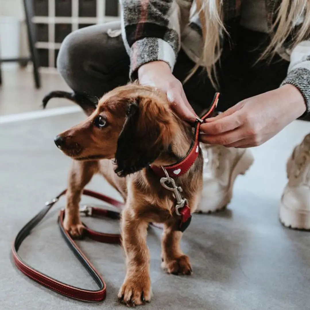Hunter Training Leash Love 18/200 - Zwart/Wit/Rood