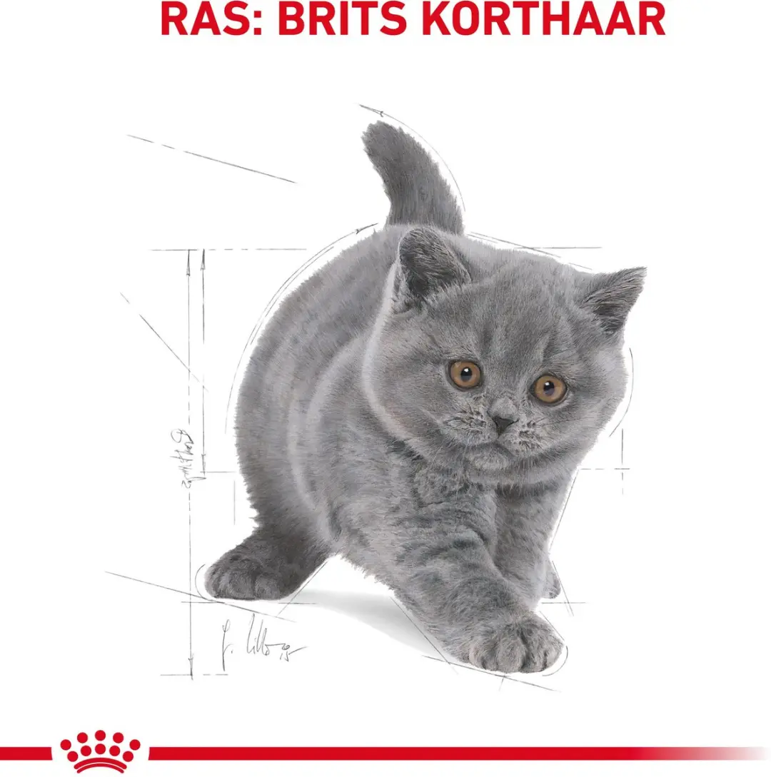 Royal Canin British Shorthair Kitten Kattenvoer 400g