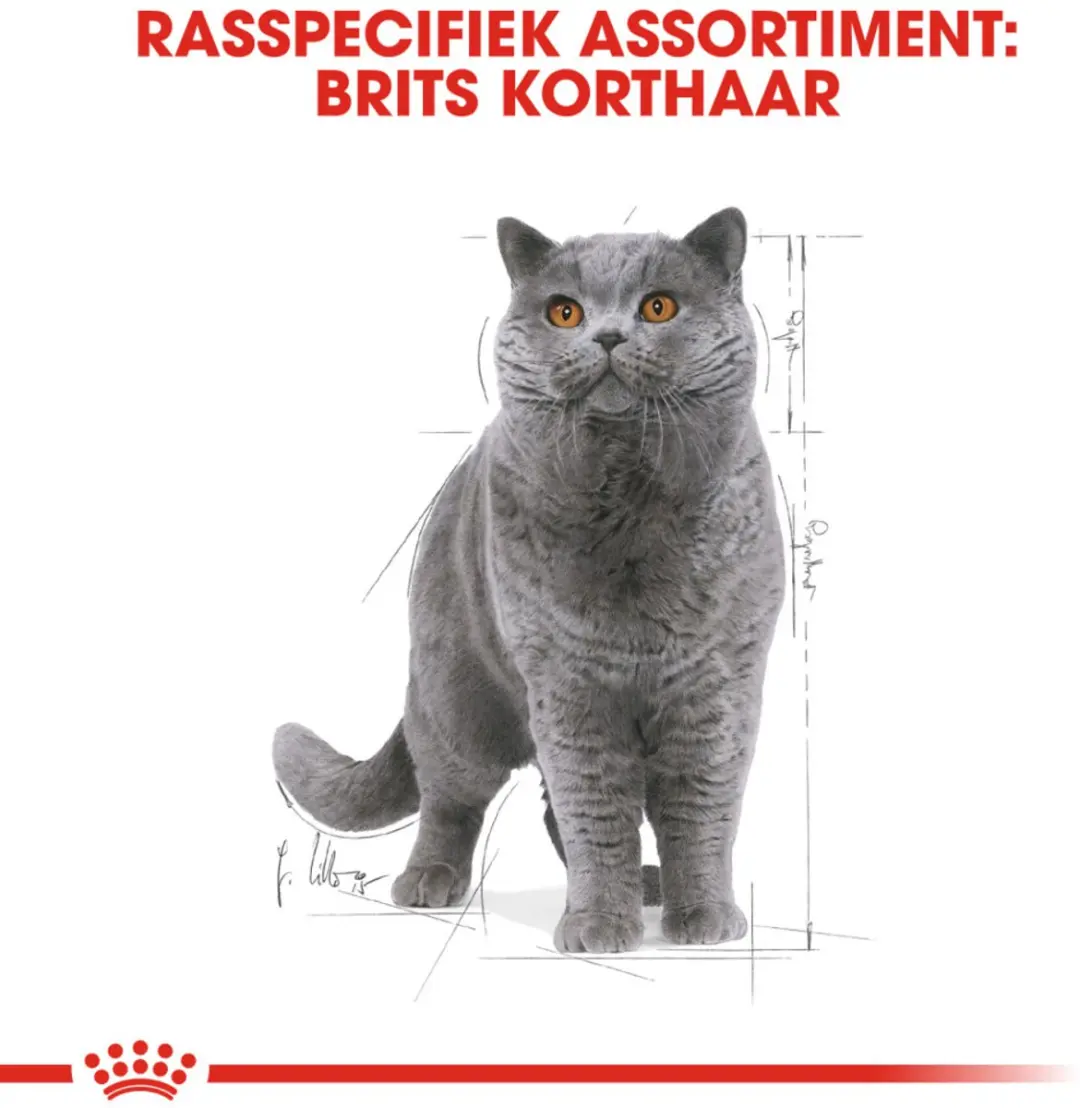 Royal Canin British Shorthair Adult Kattenvoer 96 Stuks