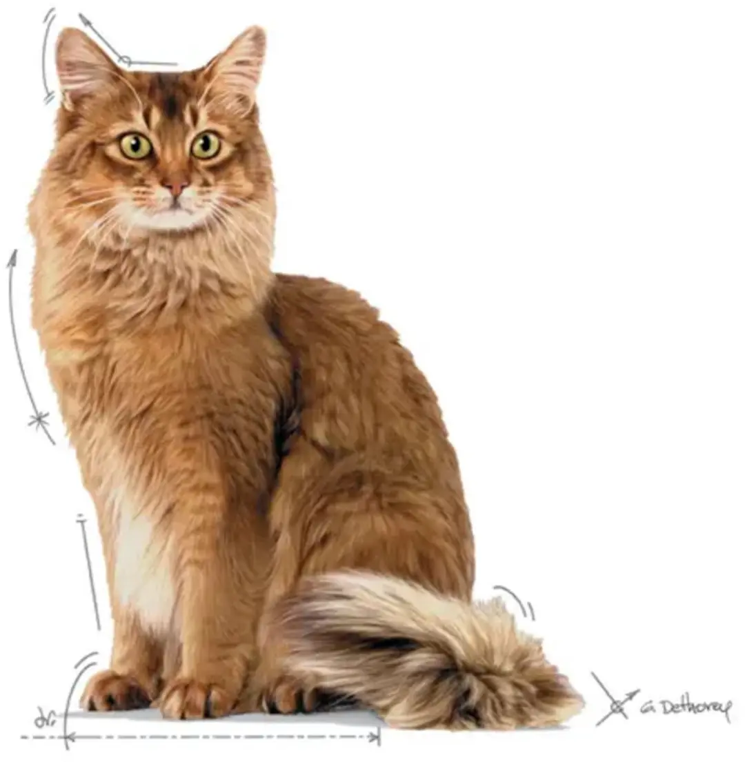 Royal Canin Ultra Light Kattenvoer - 12x85g