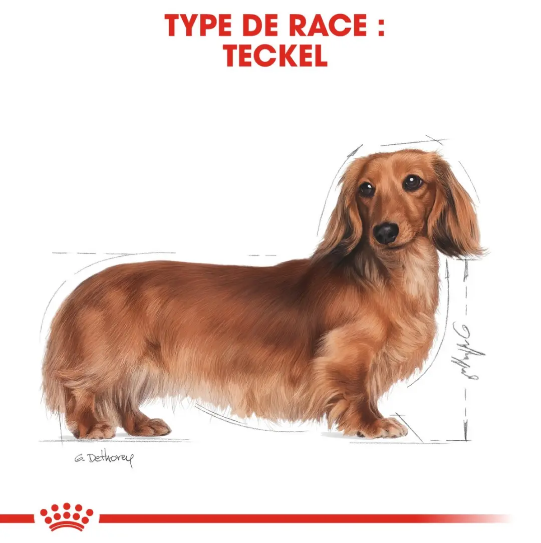 Royal Canin Dachshund Adult Hondenvoer 7,5 kg - afbeelding 6 van 6