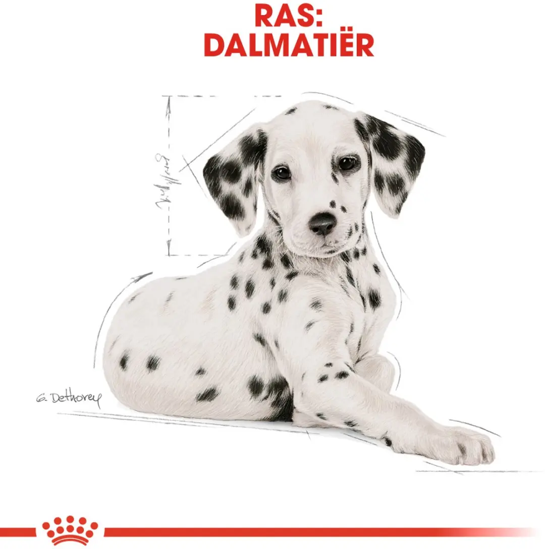 Royal Canin Dalmatian Junior Hondenvoer - 12 kg