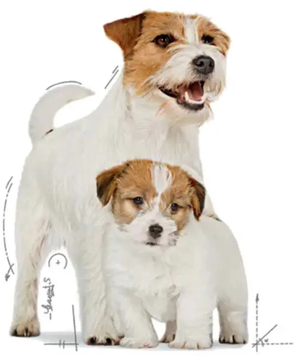 Royal Canin Starter Mousse Mother & Babydog - 12x195g