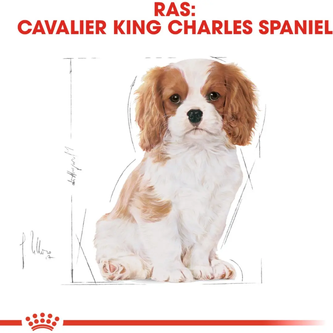 Royal Canin Cavalier King Charles Puppy Hondenvoer 1.5kg