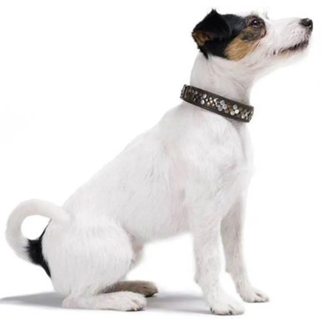 Hunter Arizona Halsband Hond - Zwart - 41-49 cm