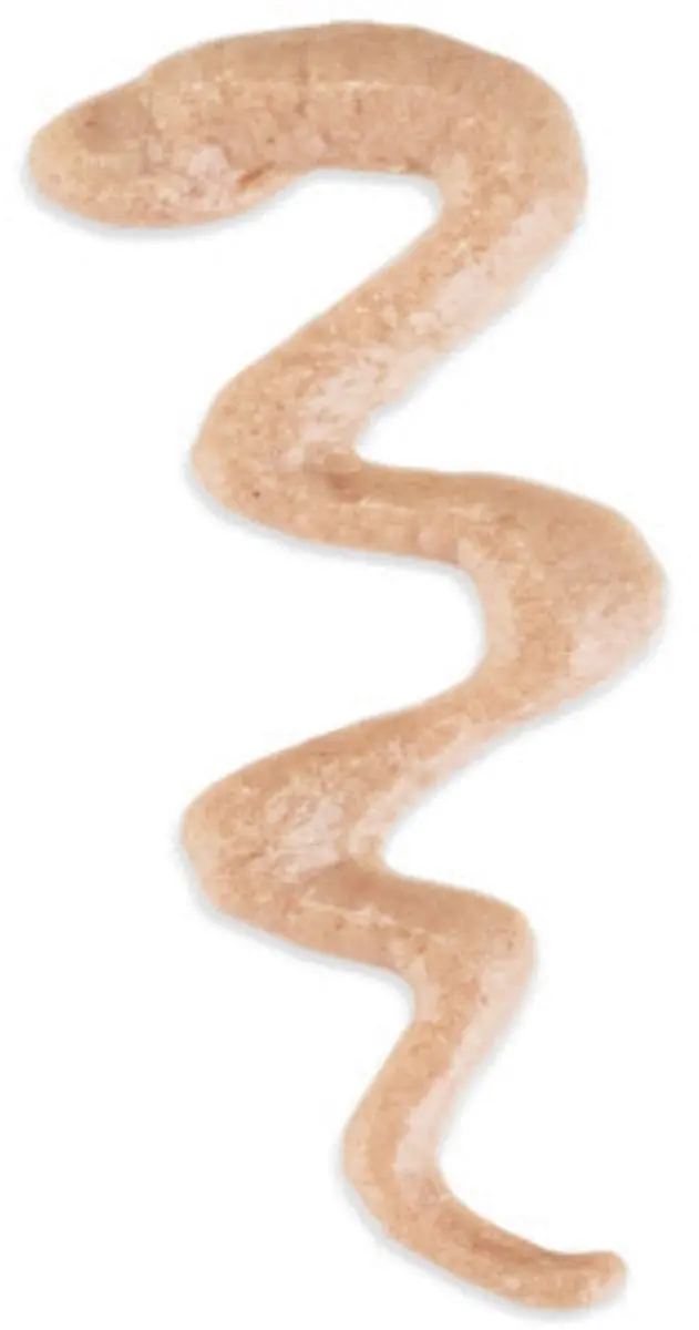 Schesir Baby Thrive Kitten Kip 20x8g - afbeelding 6 van 6