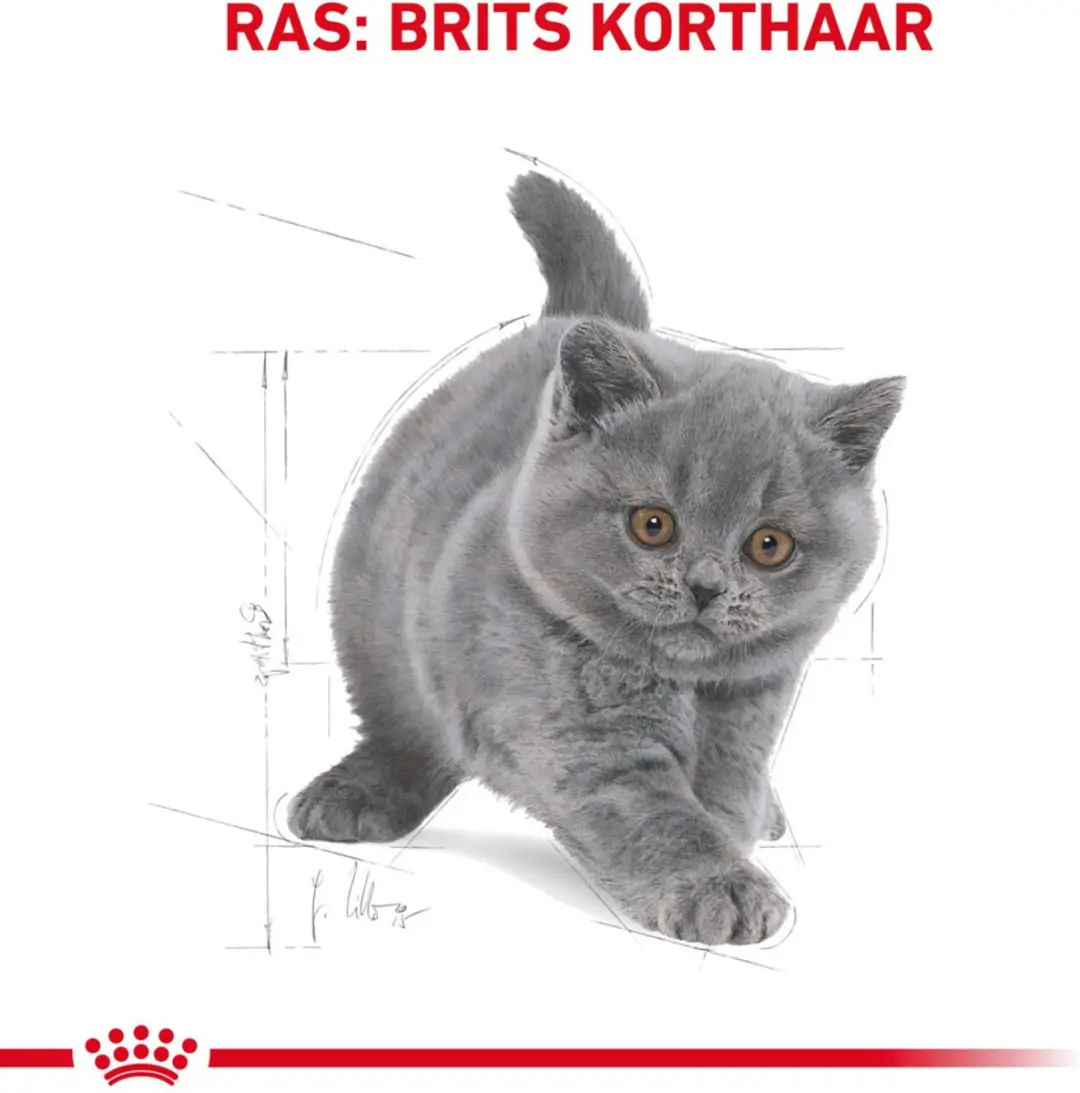 Royal Canin British Shorthair Kitten - 12 kg