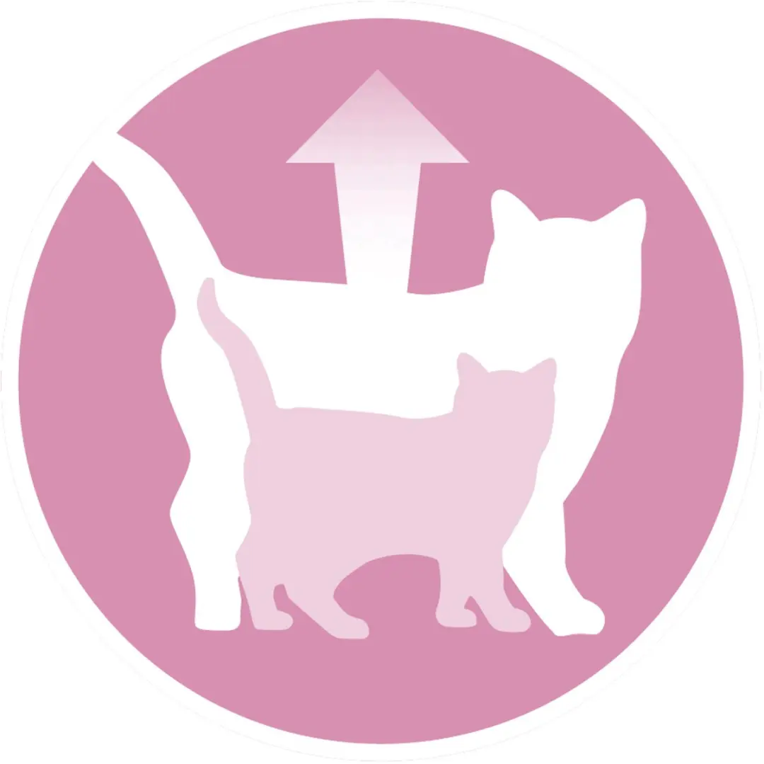 Purina ONE Junior Kattenvoer 800g - Kip/Granen