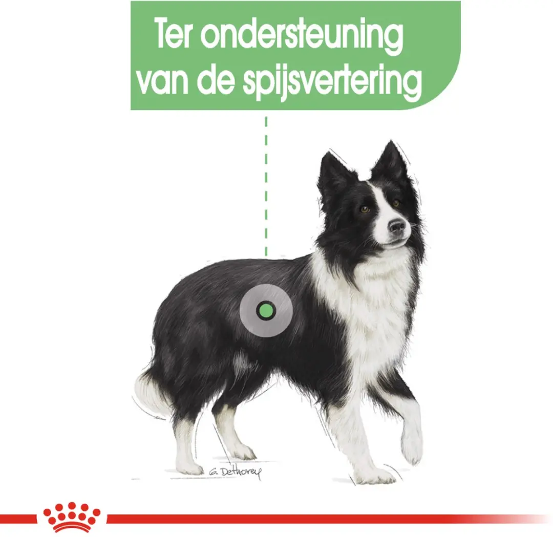 Royal Canin Digestive Care Medium Hondenvoer - 12 kg