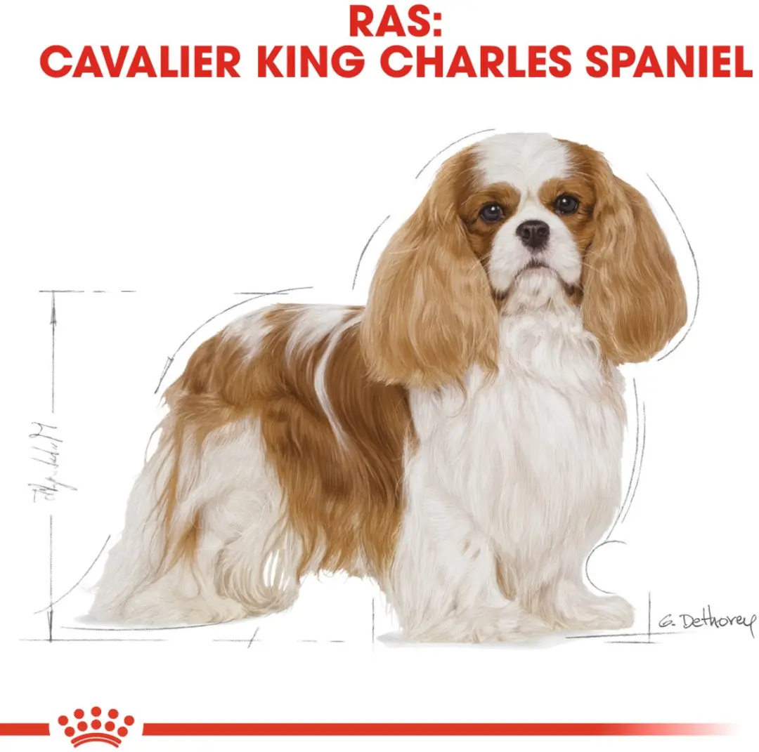 Royal Canin Cavalier King Charles Adult Hondenbrokken 7.5kg