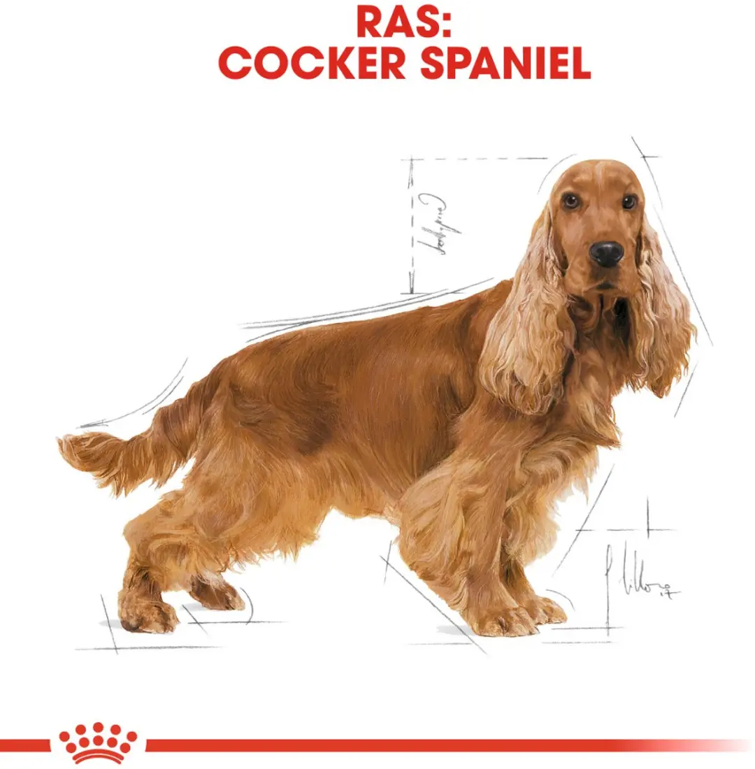 Royal Canin Cocker Adult Hondenvoer - 3 kg
