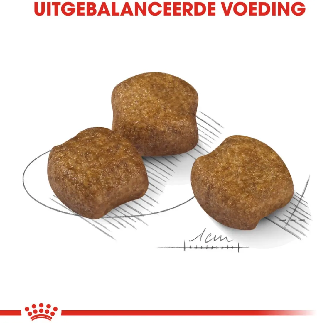 Royal Canin Dental Care Medium Hondenvoer 3kg