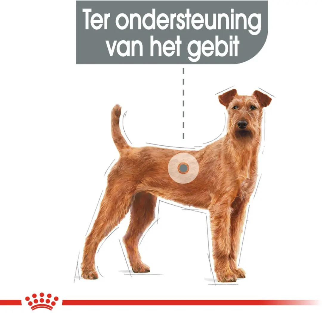 Royal Canin Dental Care Medium Hondenvoer 3kg