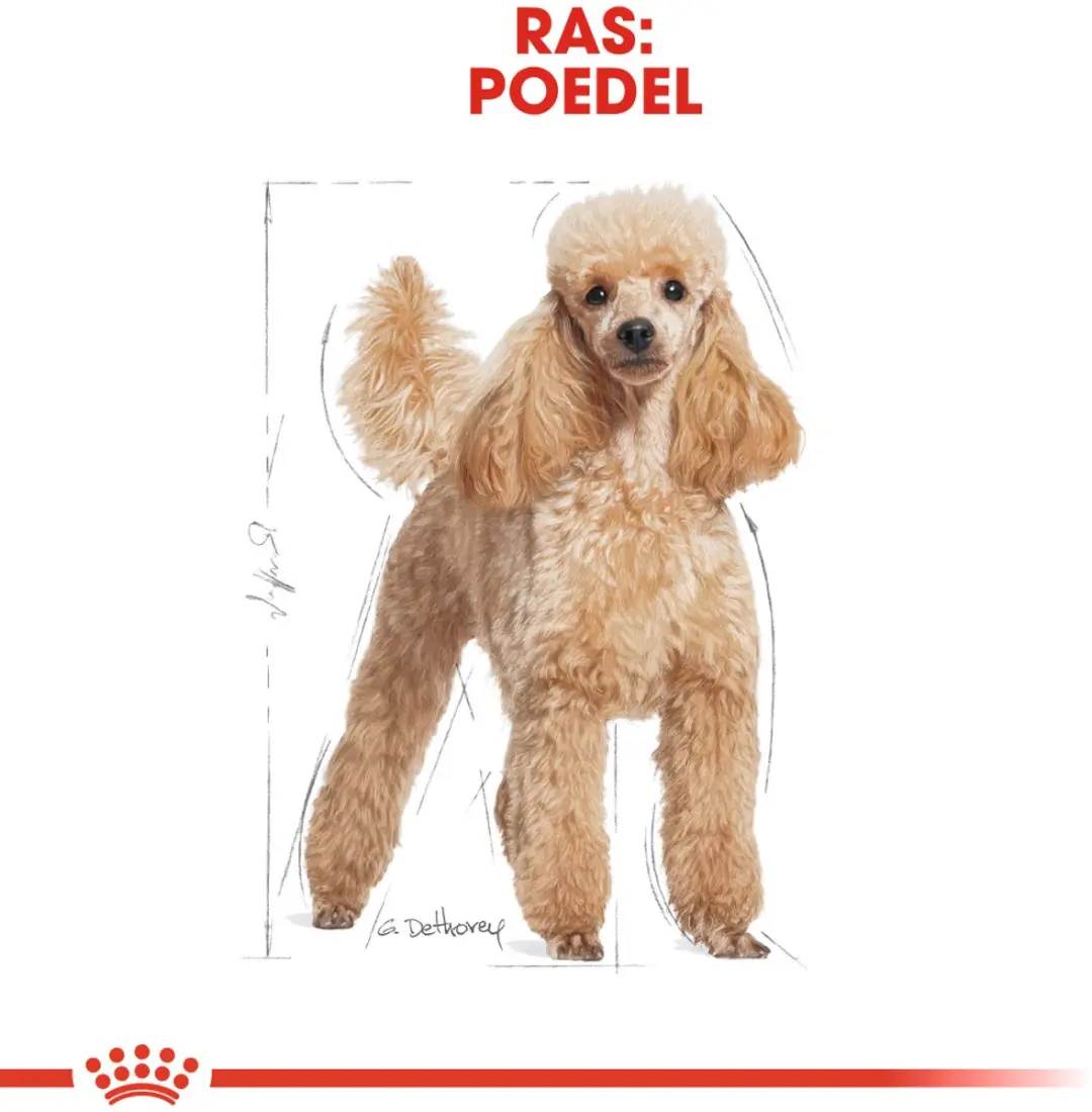 Royal Canin Poodle Adult Hondenvoer Brokken 7.5kg