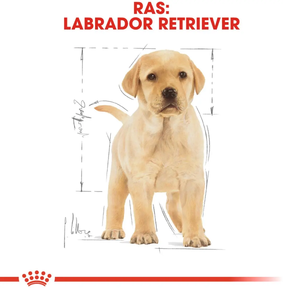 Royal Canin Labrador Retriever Junior Hondenbrokken 12kg