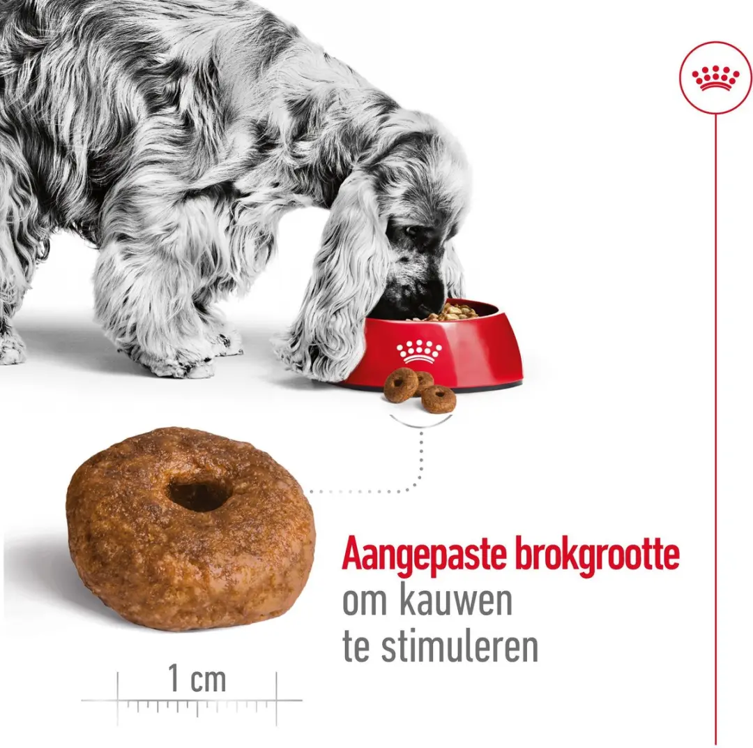 Royal Canin Medium Ageing 10+ Hondenvoer - 15 kg