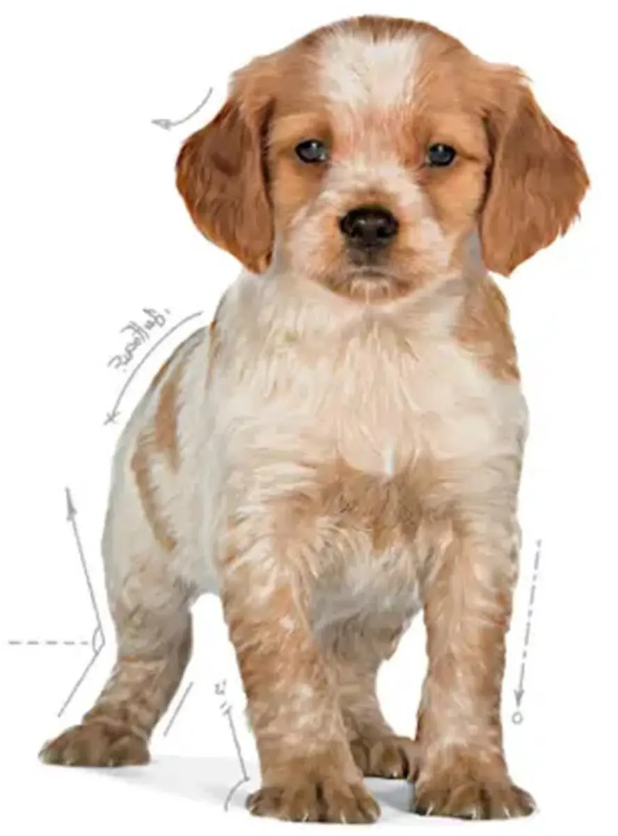Royal Canin Puppy Medium Hondenbrokken 15kg