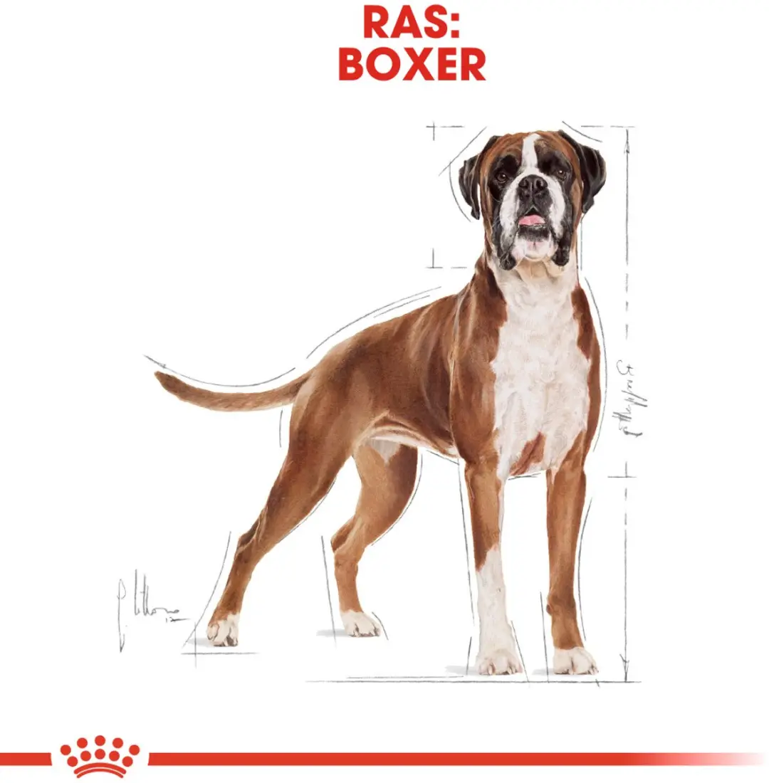 Royal Canin Boxer Adult Hondenvoer - 3kg