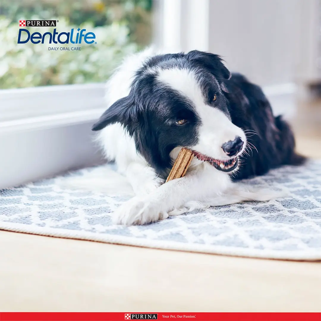 Purina Dentalife Medium MEGA PACK - 42 Sticks
