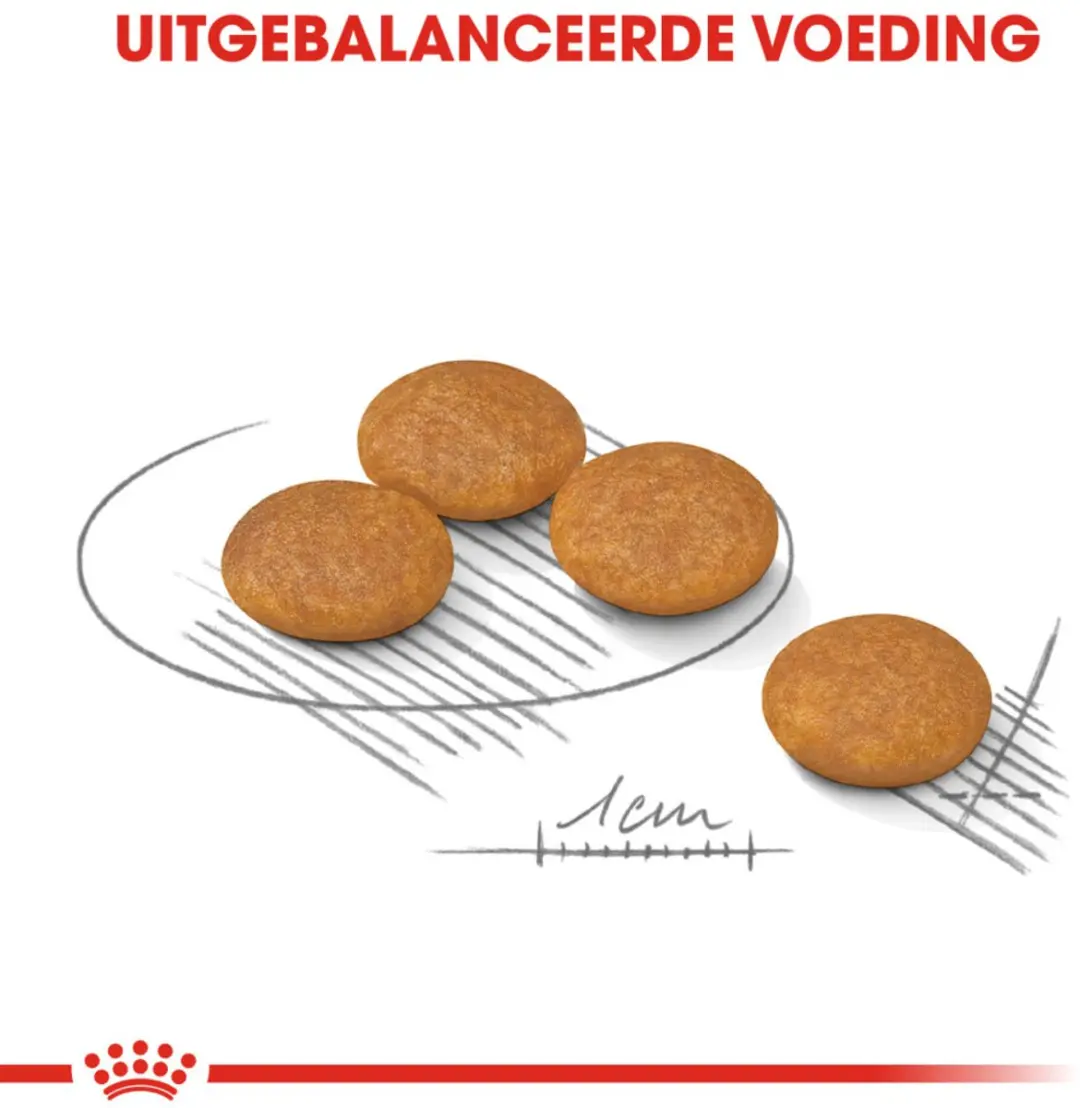 Royal Canin Dermacomfort Mini Hondenvoer - 10x1kg