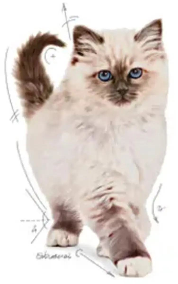 Royal Canin Kitten Kattenvoer - 20 kg (2x4kg)