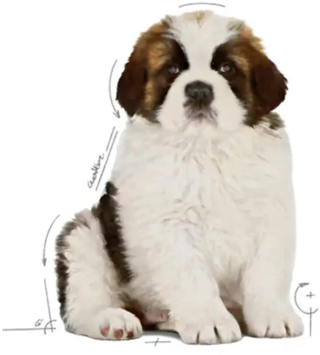 Royal Canin Giant Puppy 15kg - afbeelding 6 van 6