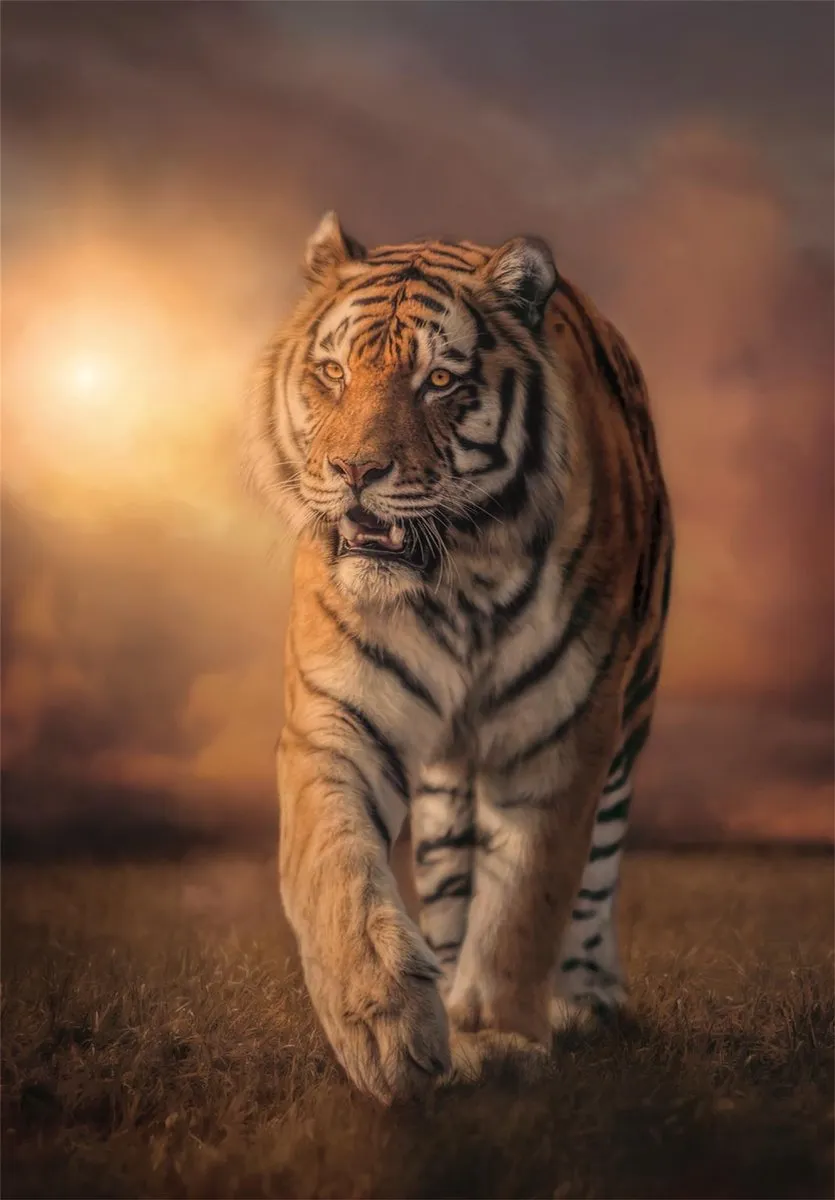 Clementoni Tiger Legpuzzel 1000 Stuks - 70x50cm - Meerkleurig